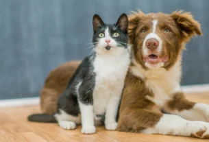 pets 2
