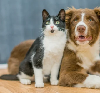 pets 2