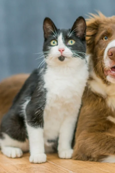pets 2