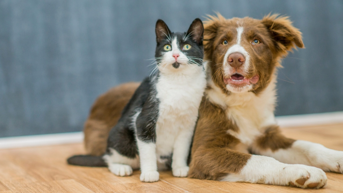 pets 2